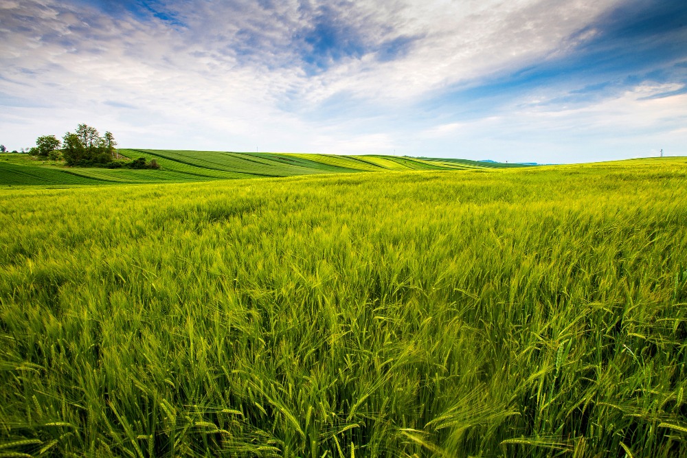 Farmland — Farm Auctions Open countryside and agricultural fields