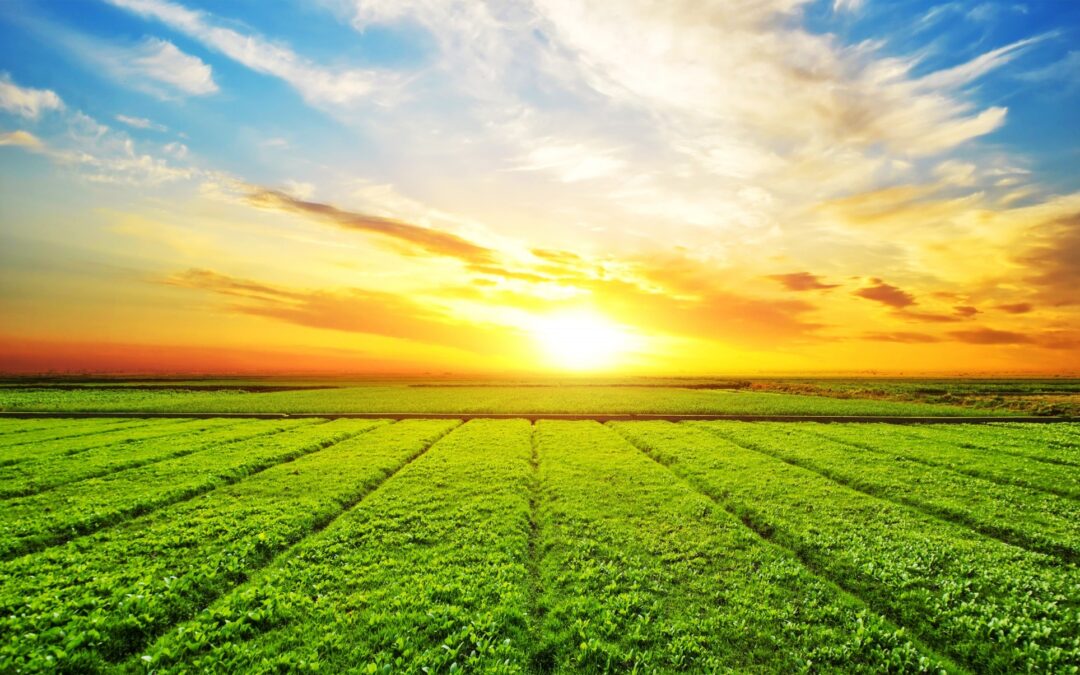 Multi-Parcel Auctions: How Combination Bidding Works for Land and Real Estate