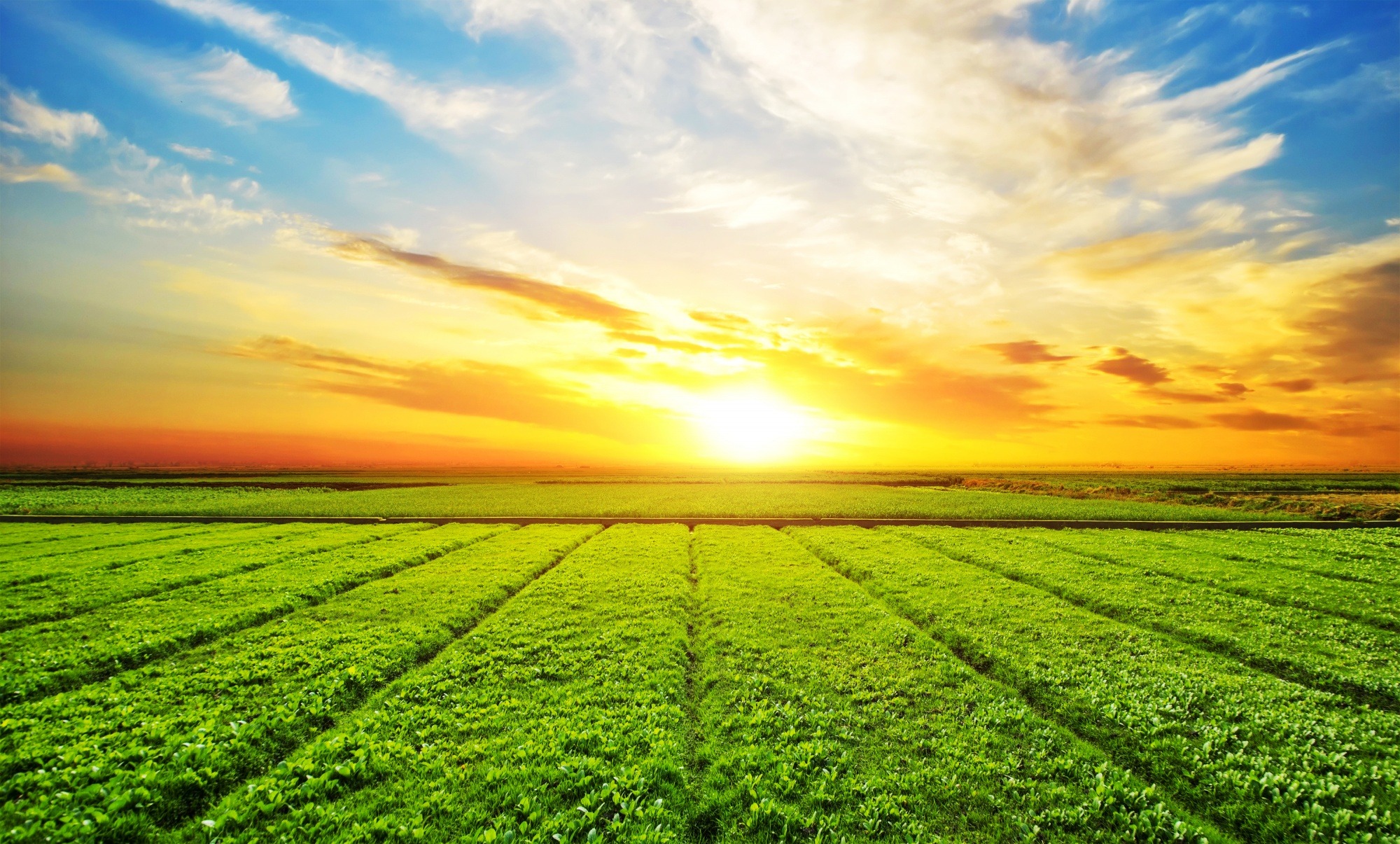 Multi-Parcel Land Auction Open farmland illustrating multiple parcels offered through a multi-parcel auction